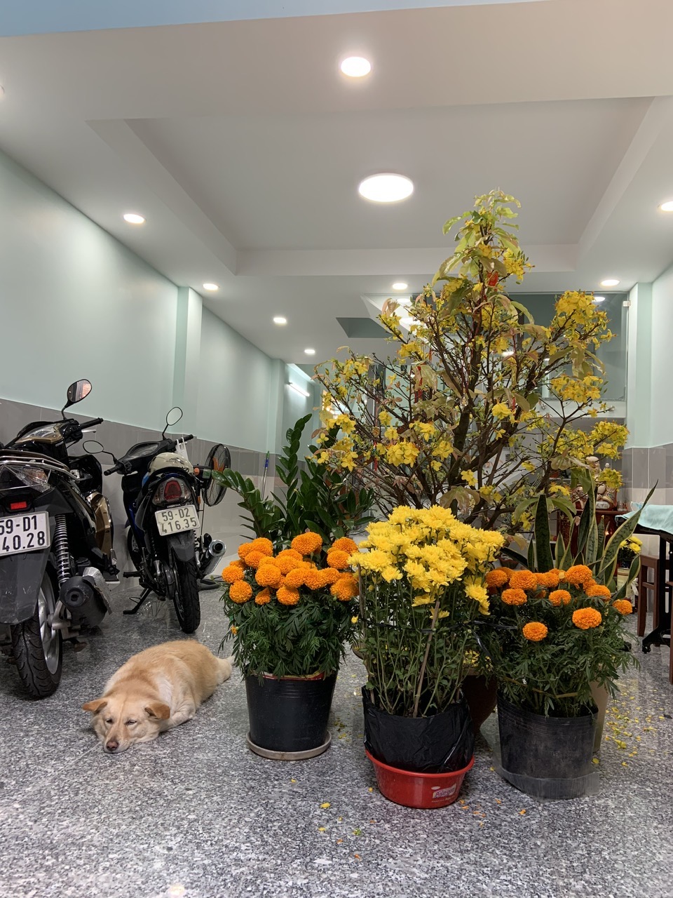Ăn Tết ở nhà mới