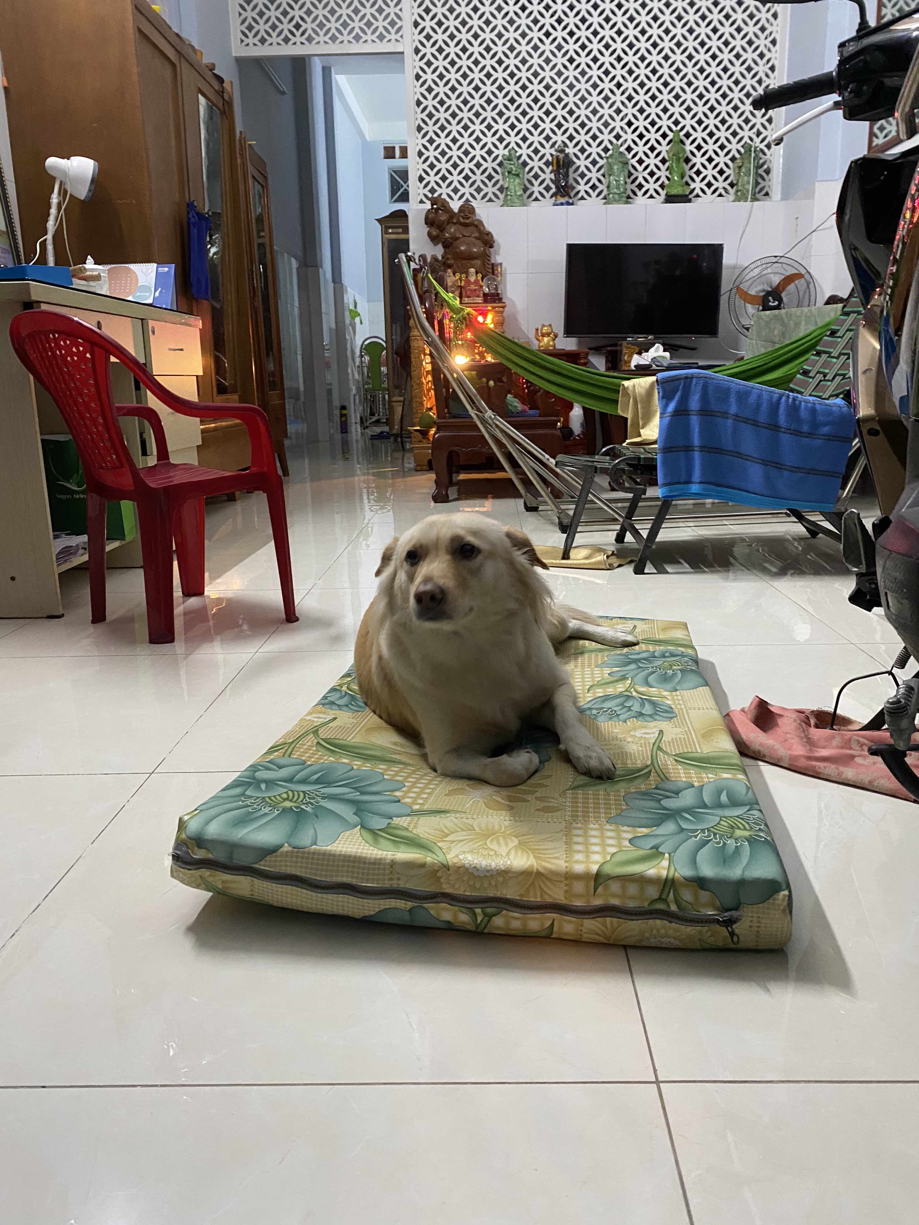 Gôn có nệm nè