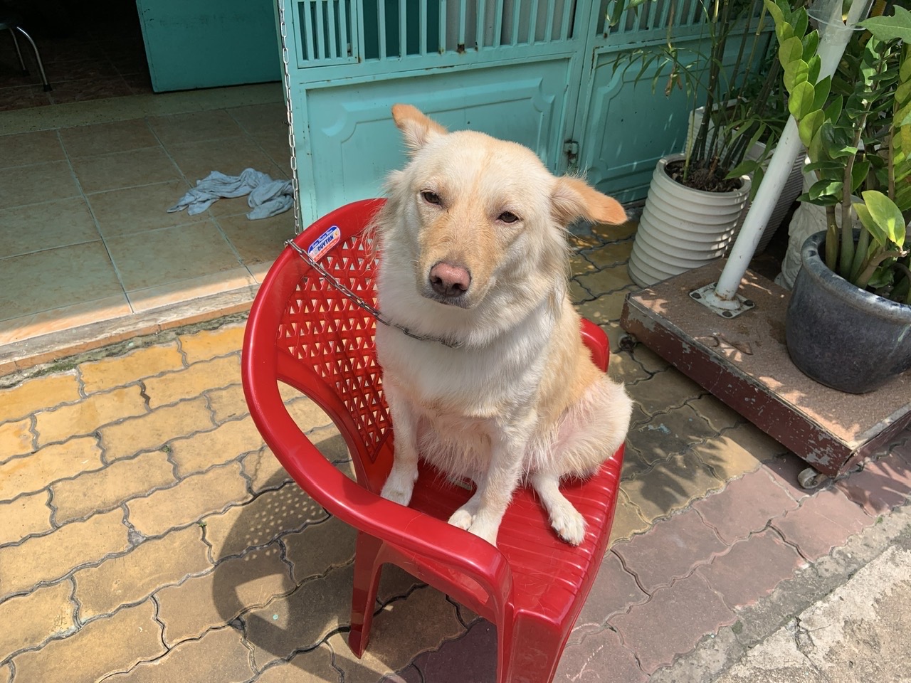 Gold Tắm Nắng